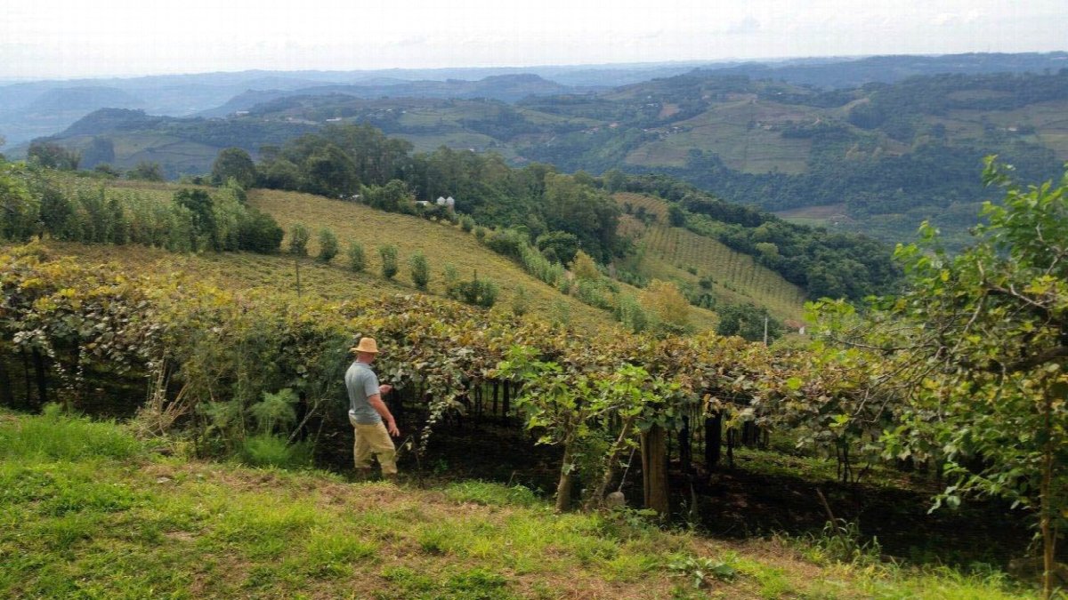 Wijnlandschap in Brazil