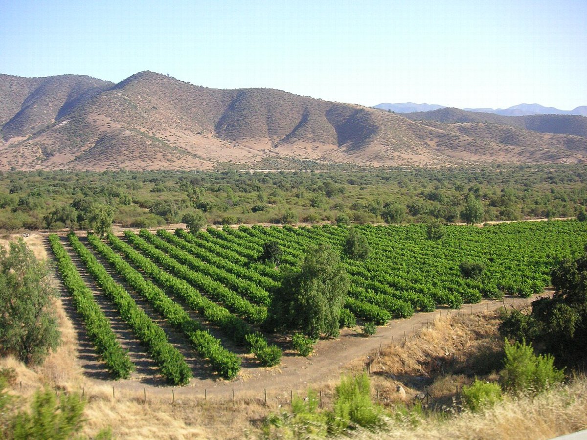 Wijnlandschap in Chile