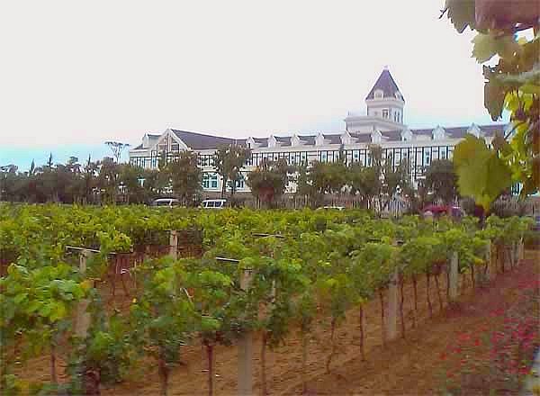 Wine landscape in China