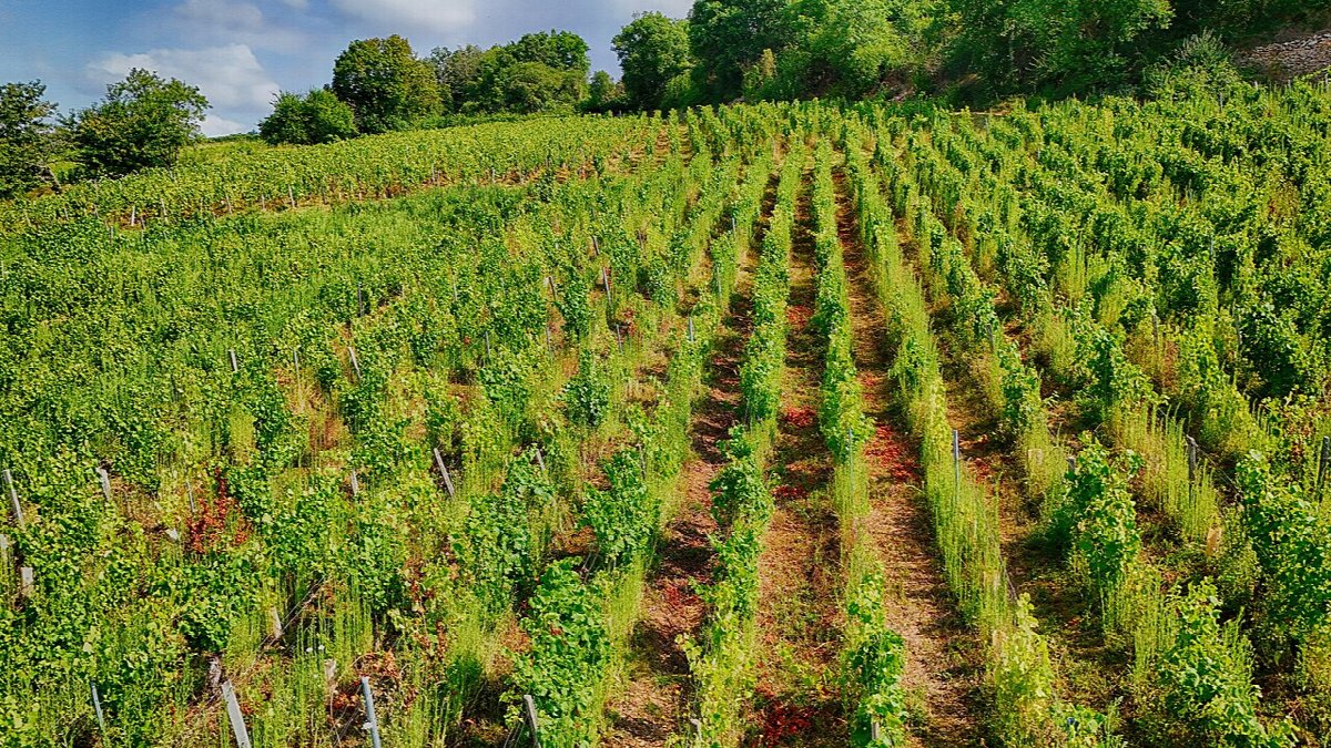 Wijngaarden in Bourgogne