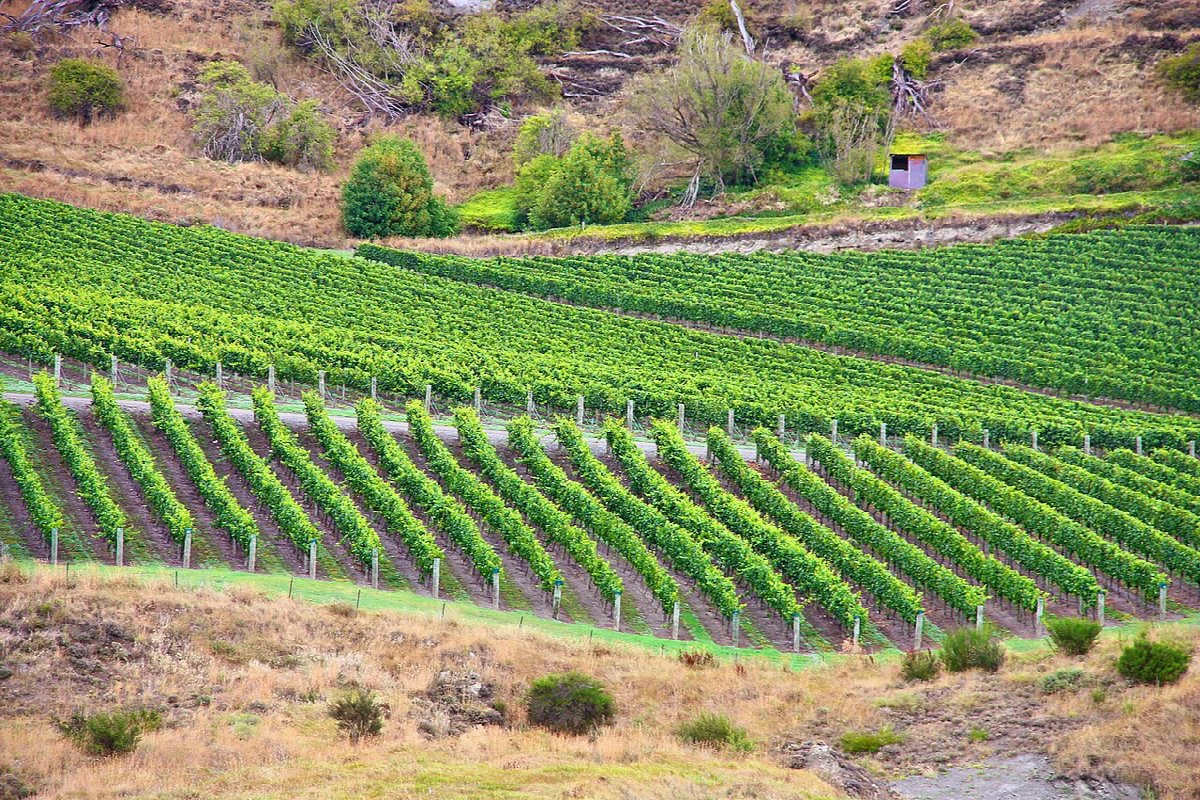 Weinberge in Central Otago