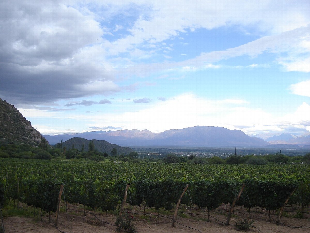 Wijnlandschap in Argentina