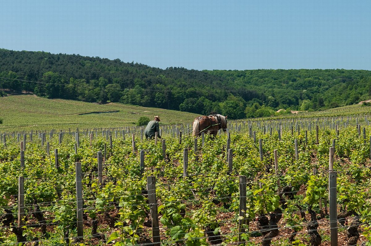 Wijnlandschap in France
