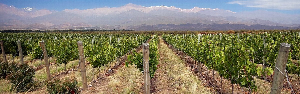 Wijngaarden in Mendoza