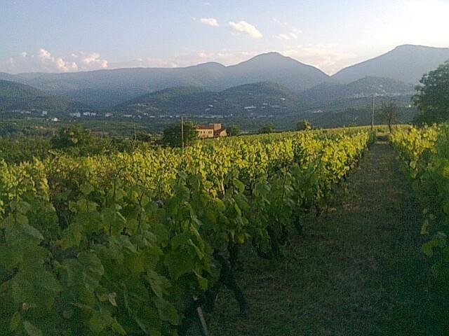Wijnlandschap in Greece