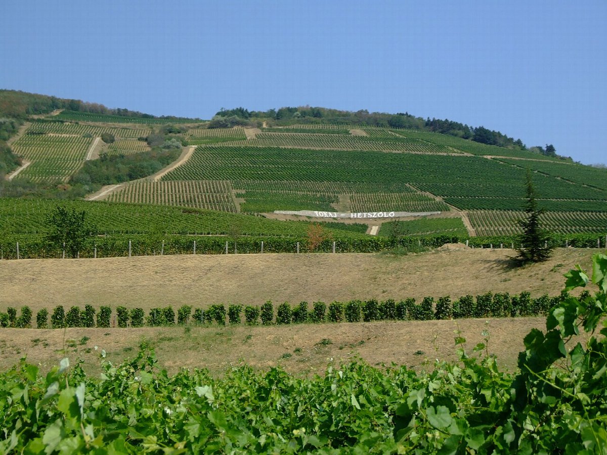 Weinlandschaft in Hungary