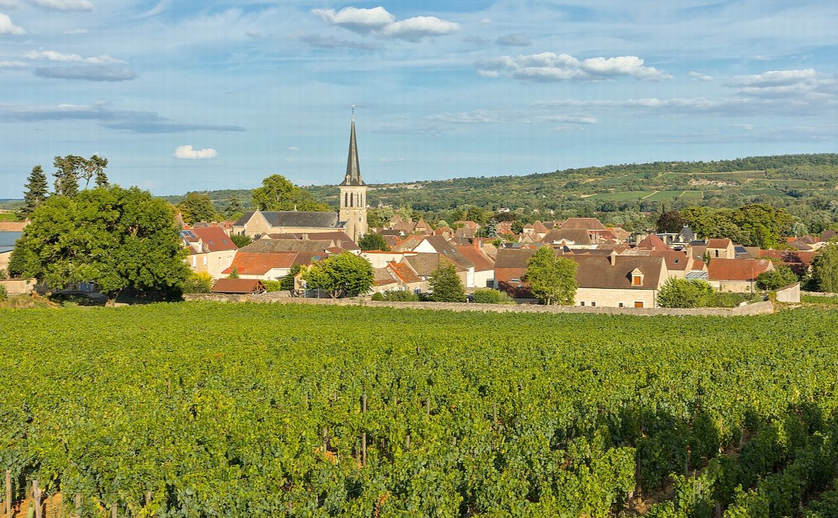 Vignobles en Santenay