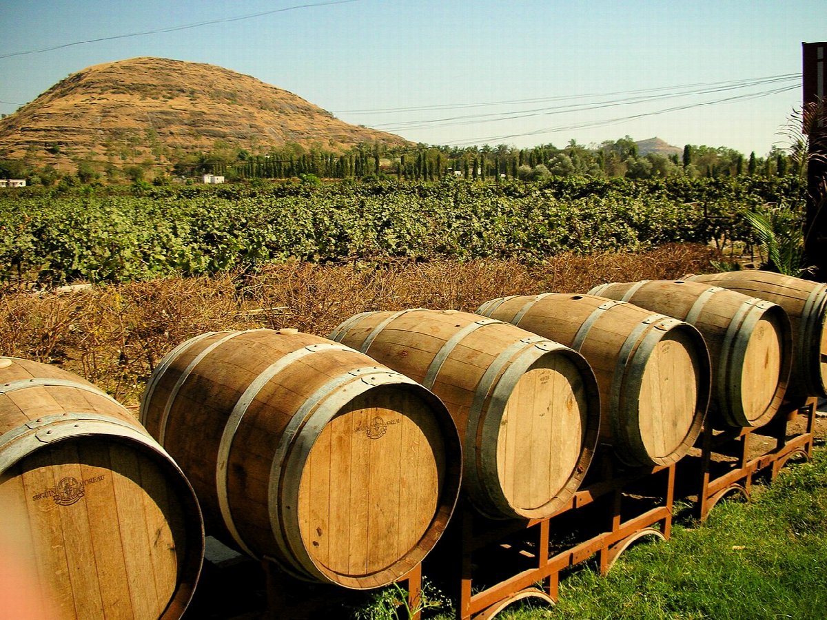 Wine landscape in India