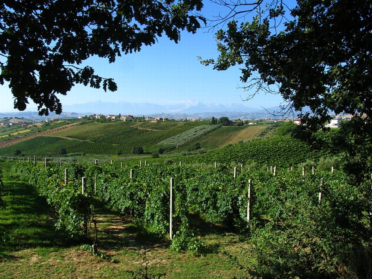 Wijnlandschap in Italy