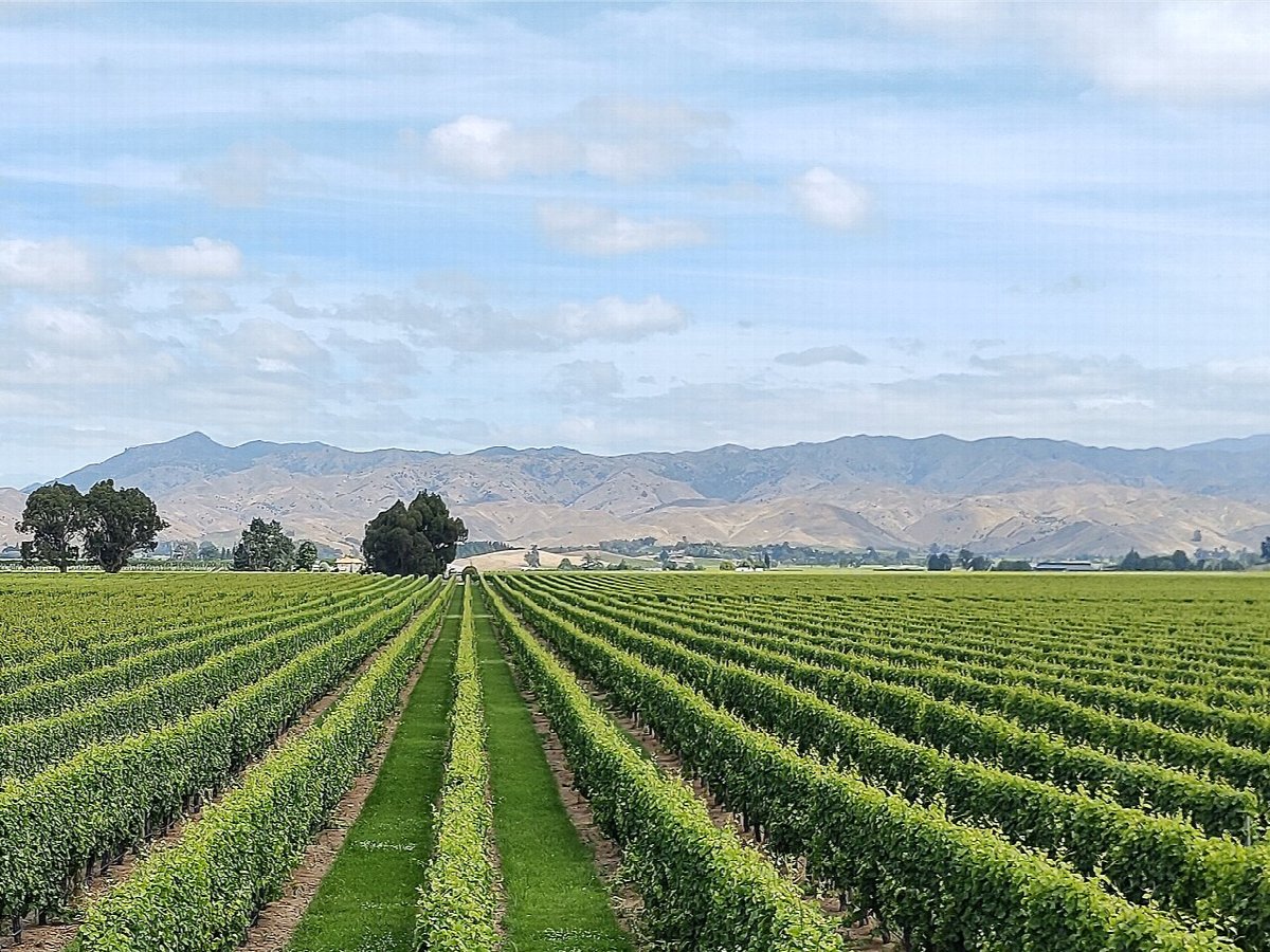 Vignobles en Marlborough
