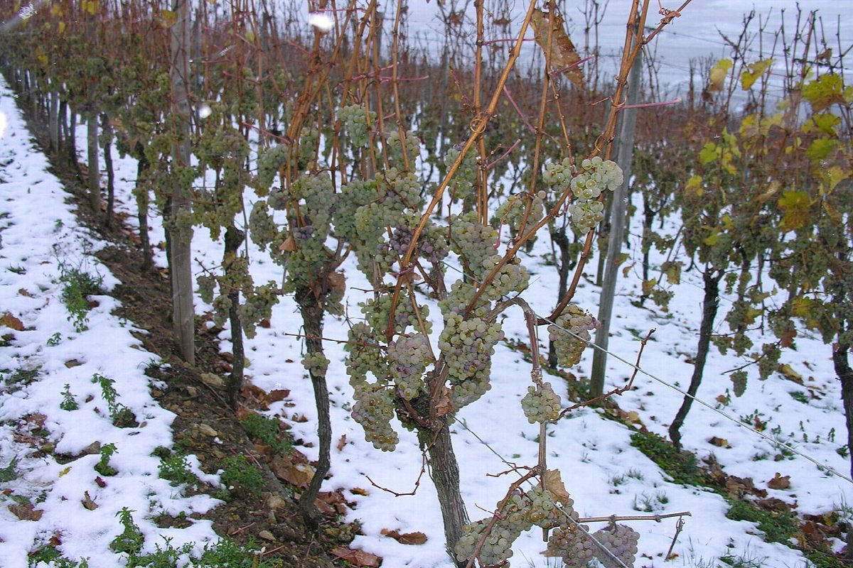 Wine landscape in Luxembourg