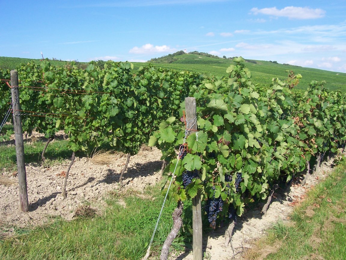 Wijngaarden in Rheinhessen