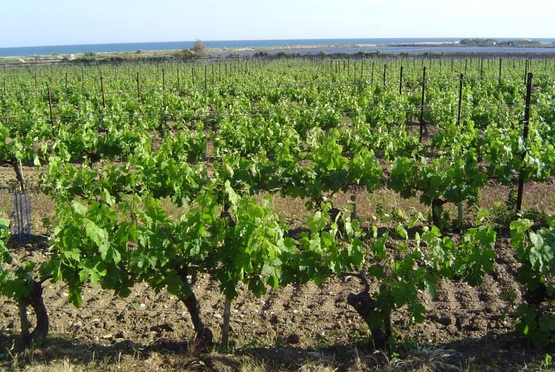 Viñedos de Languedoc