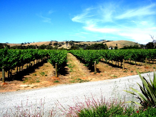 Vineyards in McLaren Vale