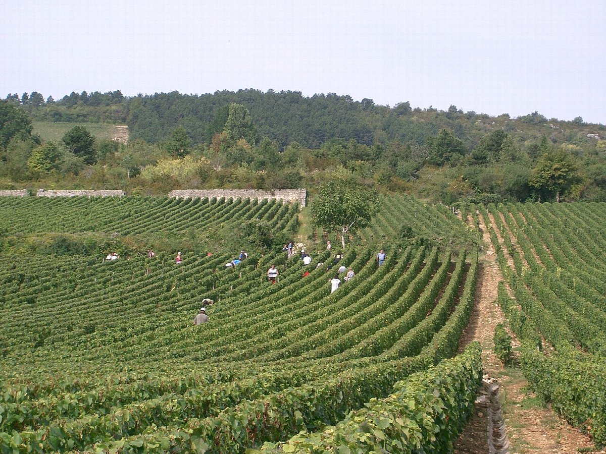 Vineyards in Meursault