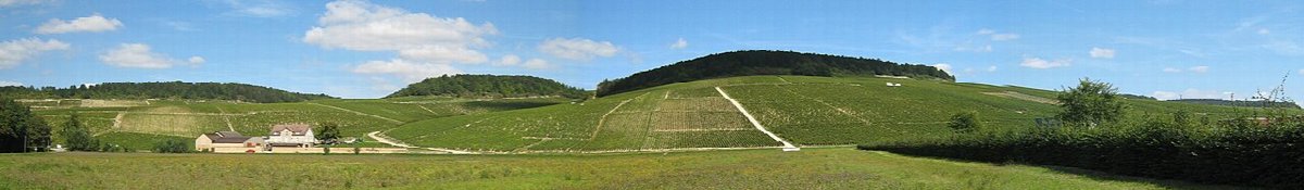 Viñedos de Chablis