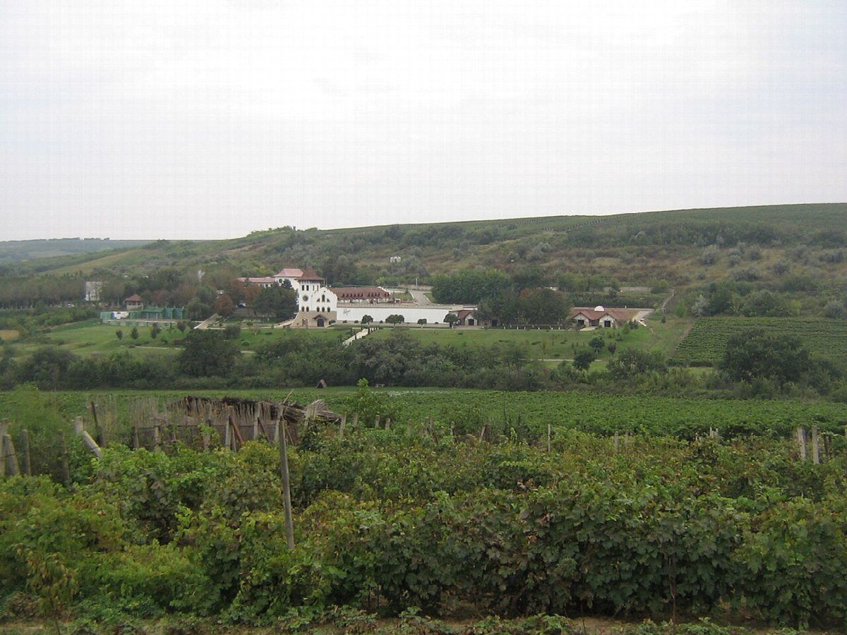 Paysage viticole en Moldova