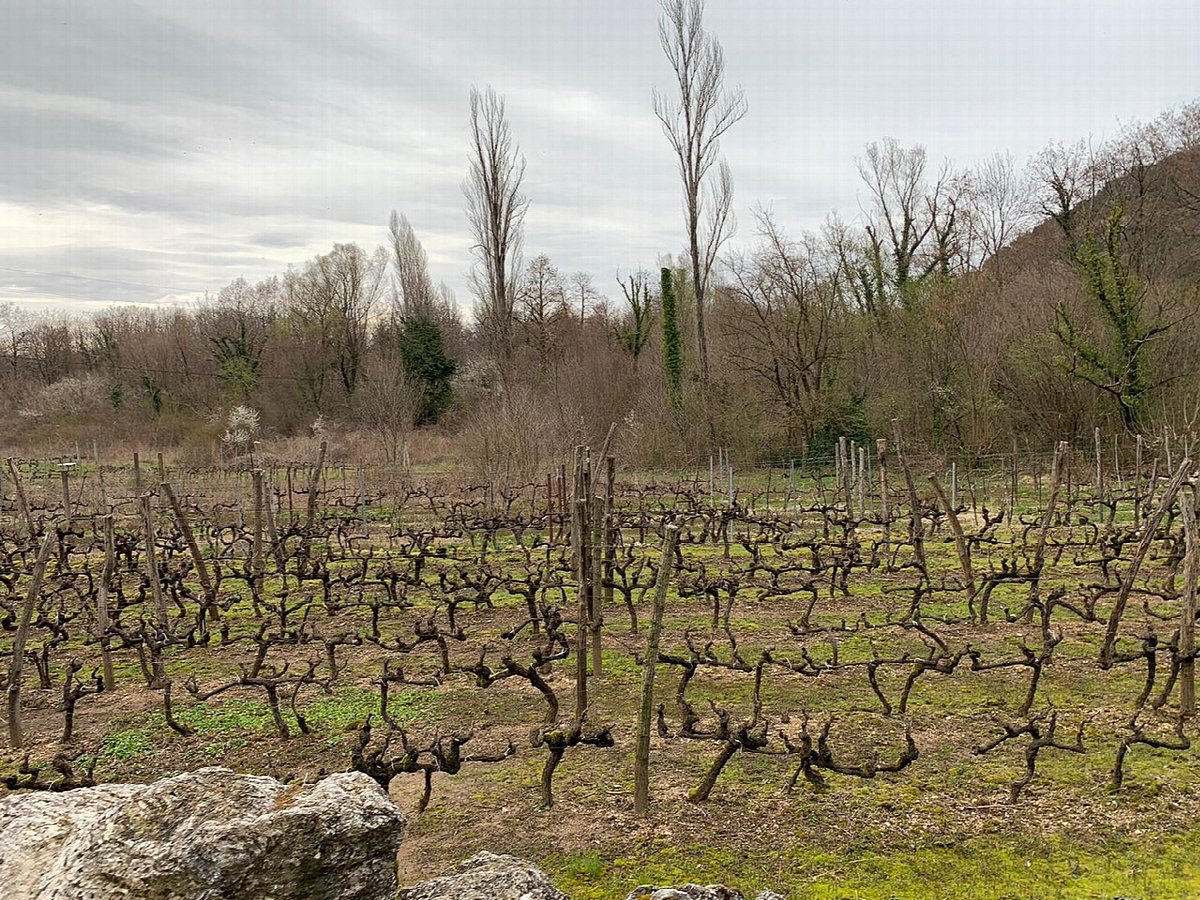 Weinlandschaft in Montenegro