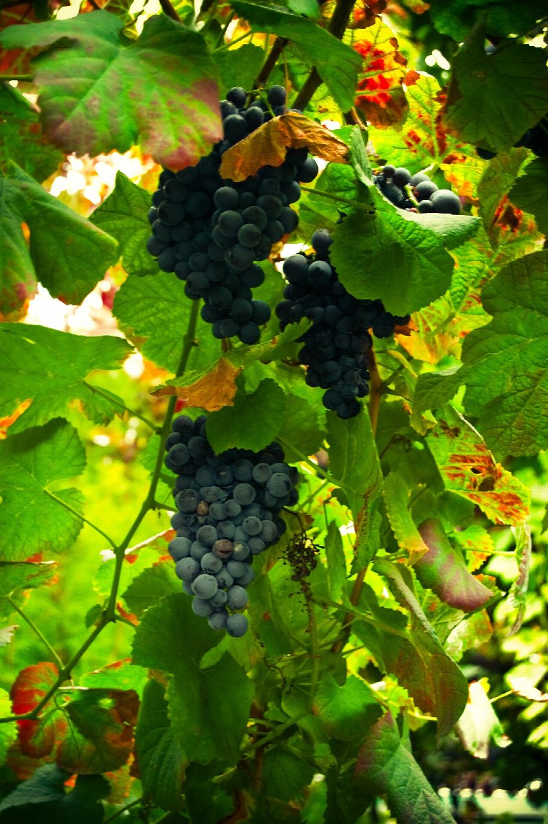 Vineyards in Vinho Verde