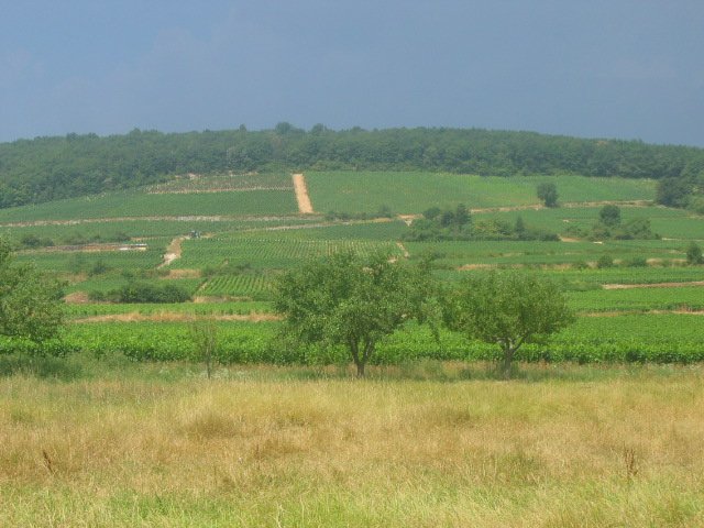 Viñedos de Côte de Nuits