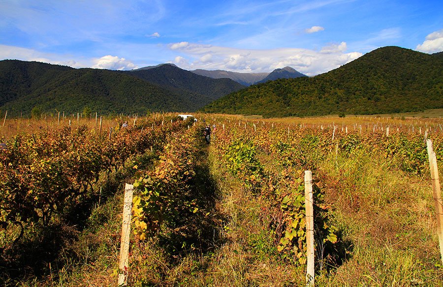 Viñedos de Kakheti