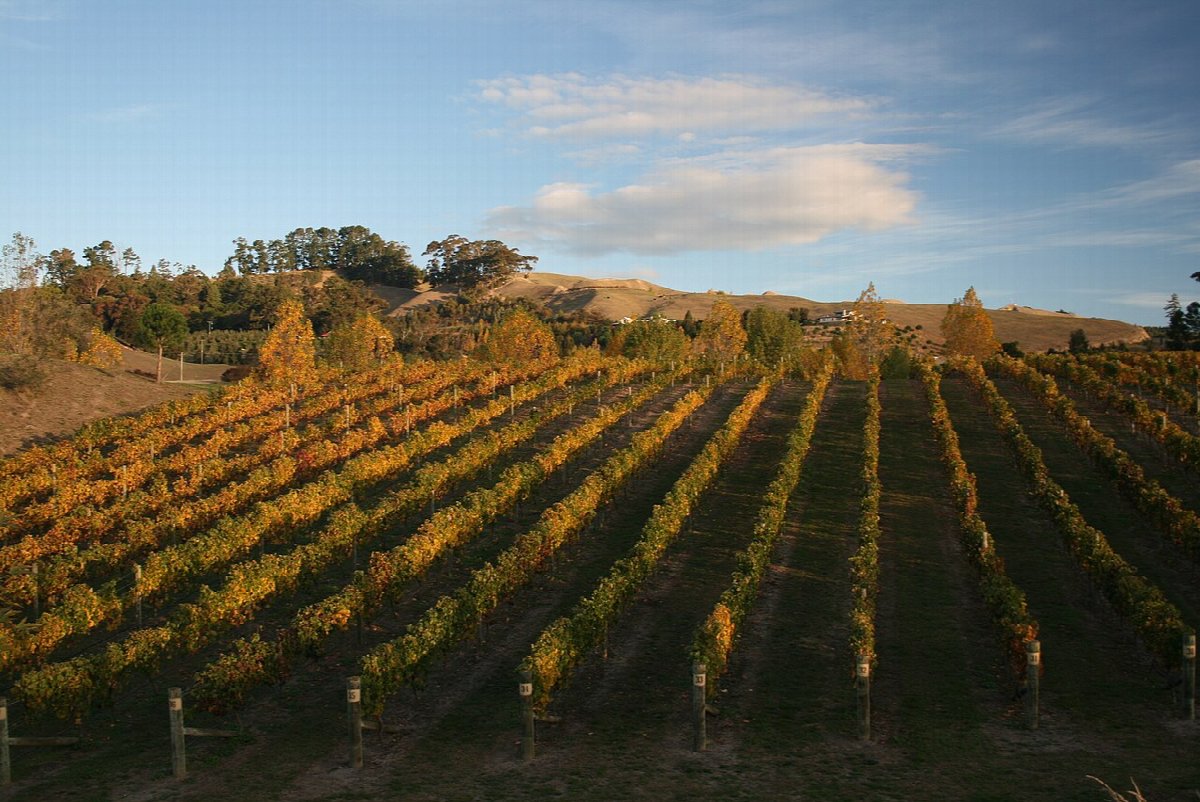 Viñedos de Hawke's Bay