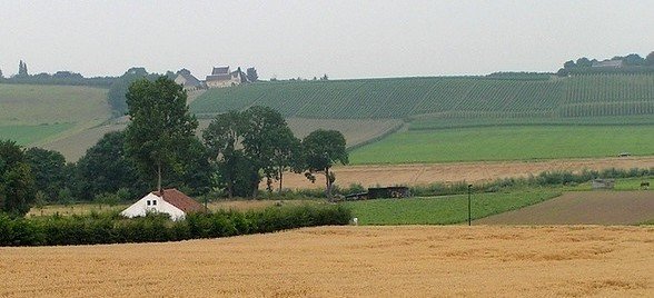 Wine landscape in Netherlands