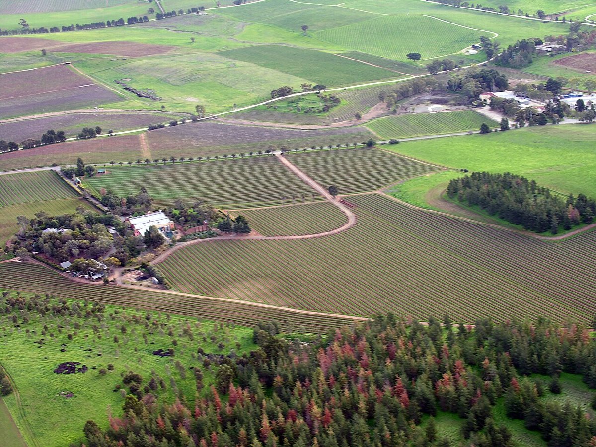 Wijnlandschap in Australia