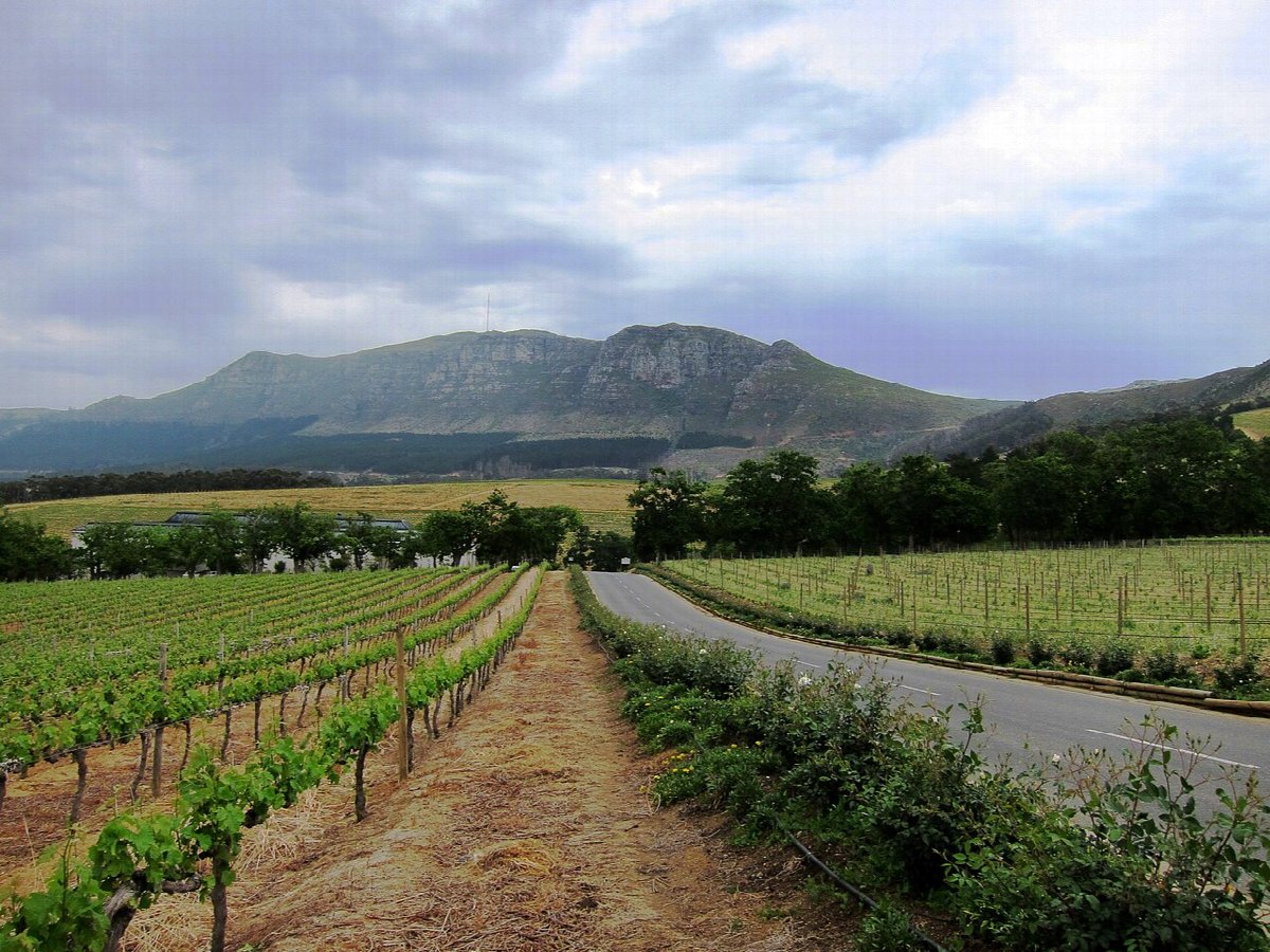 Wijnlandschap in South Africa