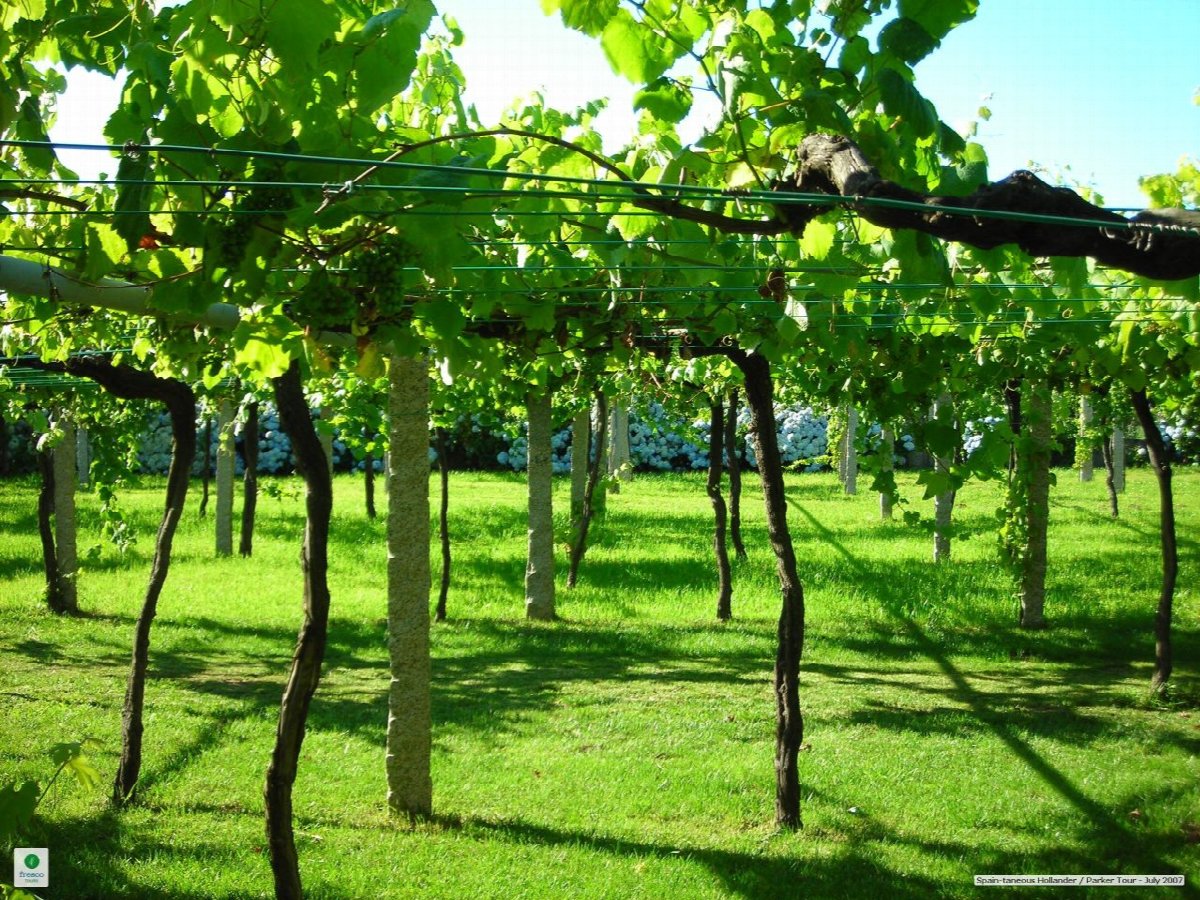 Wijnlandschap in Spain