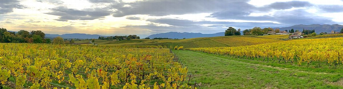 Wijnlandschap in Switzerland
