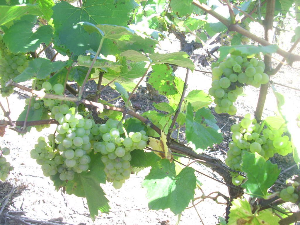 Wine landscape in Azerbaijan