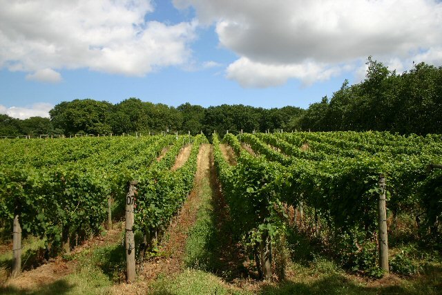 Wijnlandschap in United Kingdom